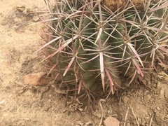 Ferocactus viridescens
