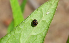 Brachiacantha decempustulata