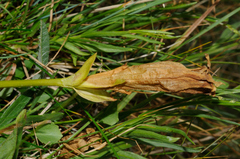 Gentiana acaulis