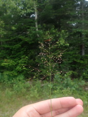 Dichanthelium boreale