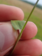 Dichanthelium boreale