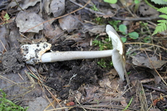 Amanita umbrinolutea
