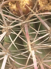 Ferocactus viridescens
