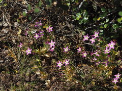 Zeltnera muehlenbergii