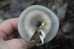 Amanita umbrinolutea