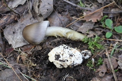 Amanita umbrinolutea