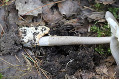 Amanita umbrinolutea
