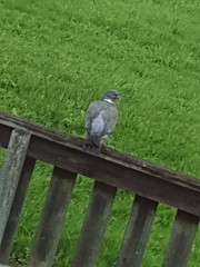 Columba palumbus