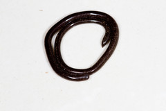 Liotyphlops ternetzii