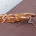 Ponderosa Pine Coneworm Moth - Photo (c) Ann Cooper, some rights reserved (CC BY-NC), uploaded by Ann Cooper