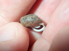 Euchemotrema fraternum