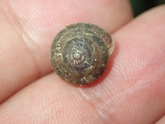 Euchemotrema fraternum