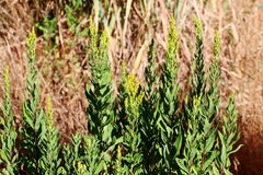 Solidago elongata