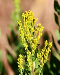 Solidago elongata