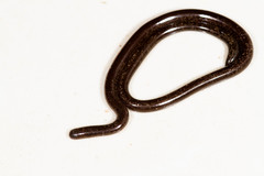 Liotyphlops ternetzii