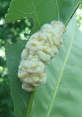 Caryomyia aggregata