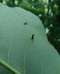 Caryomyia subulata