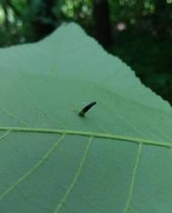 Caryomyia subulata