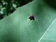 Phylloxera caryaeglobuli