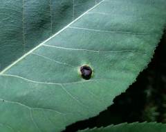 Phylloxera caryaeglobuli