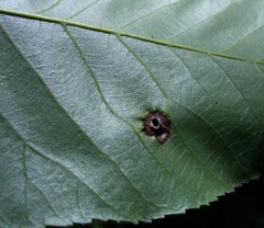 Phylloxera caryaeglobuli