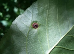 Phylloxera caryaeglobuli