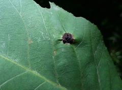 Phylloxera caryaeglobuli