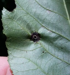 Phylloxera caryaeglobuli