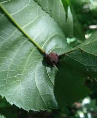 Phylloxera subelliptica