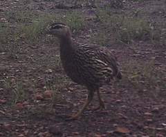 Pternistis bicalcaratus