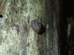 Euchemotrema fraternum