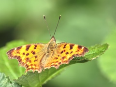 Polygonia c-album