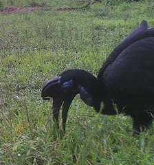 Bucorvus abyssinicus