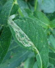 Liriomyza phloxiphaga