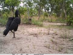 Bucorvus abyssinicus