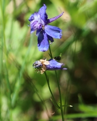 Delphinium depauperatum