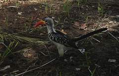 Tockus erythrorhynchus