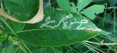 Liriomyza phloxiphaga