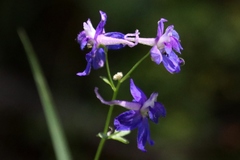 Delphinium depauperatum
