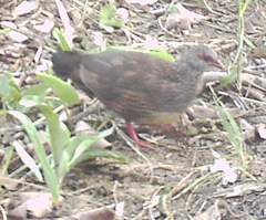 Ptilopachus petrosus