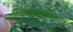 Liriomyza phloxiphaga