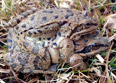 Rana macrocnemis