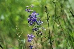 Delphinium gracilentum