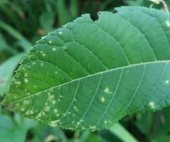 Pseudomicrostroma juglandis