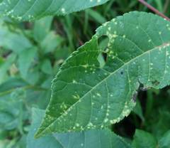 Pseudomicrostroma juglandis