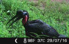 Bucorvus abyssinicus