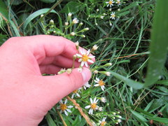 Eurybia schreberi