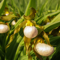 Cypripedium candidum