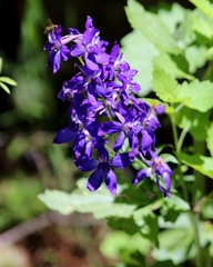 Delphinium gracilentum