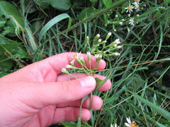 Eurybia schreberi